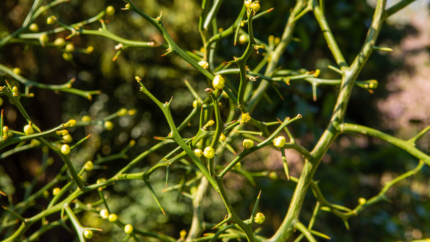 Citrus trifoliata Zweige