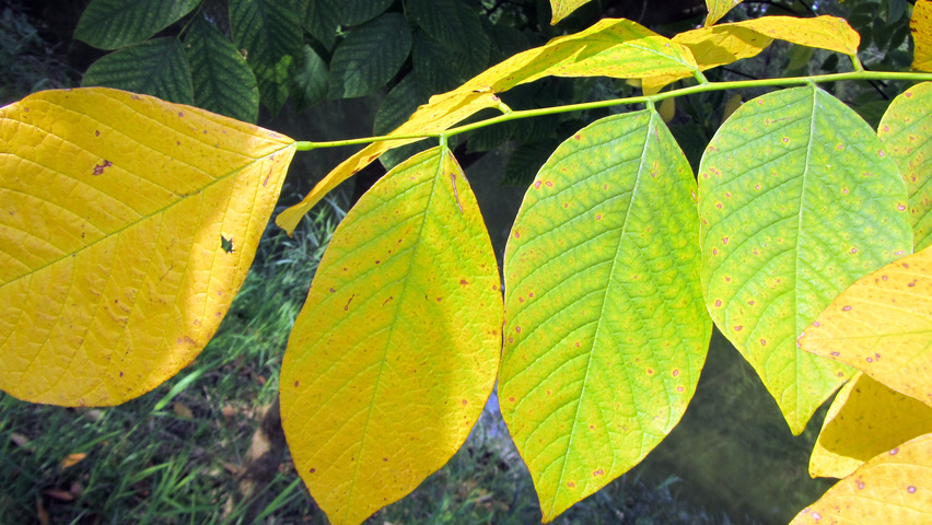 Cladrastis kentukea autumn leaves