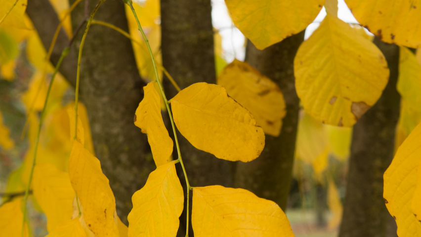Cladrastis kentukea autumn leaves