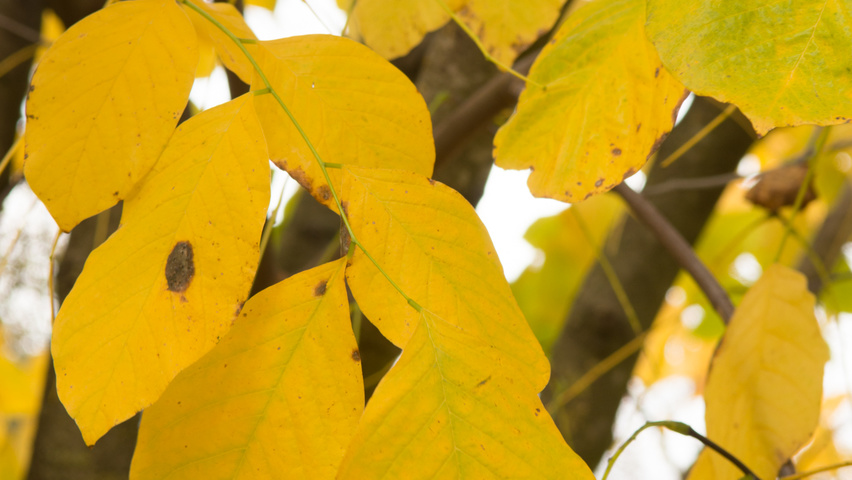 Cladrastis kentukea autumn leaves