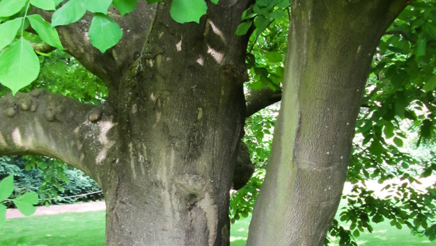 Cladrastis kentukea bark