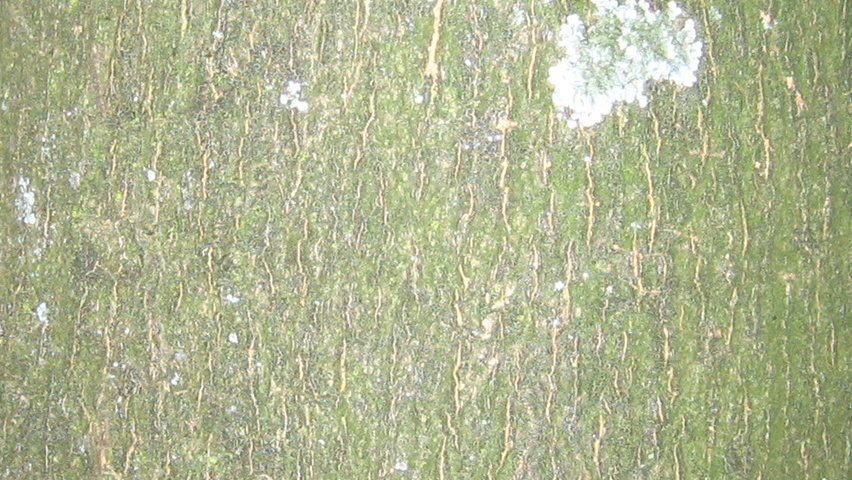 Cladrastis kentukea bark