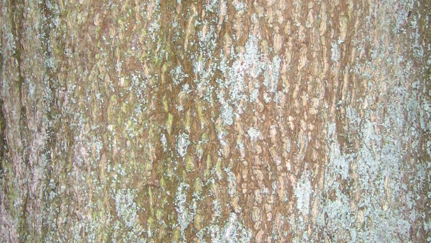 Cladrastis kentukea bark