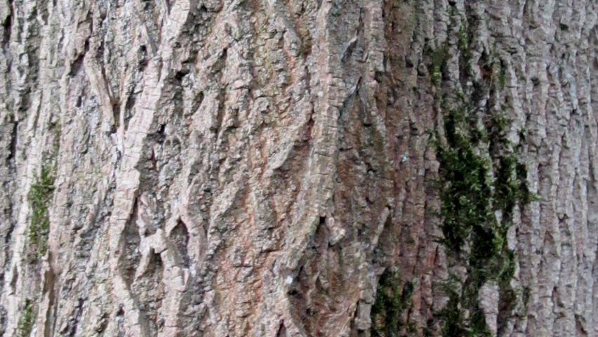 Cladrastis kentukea bark