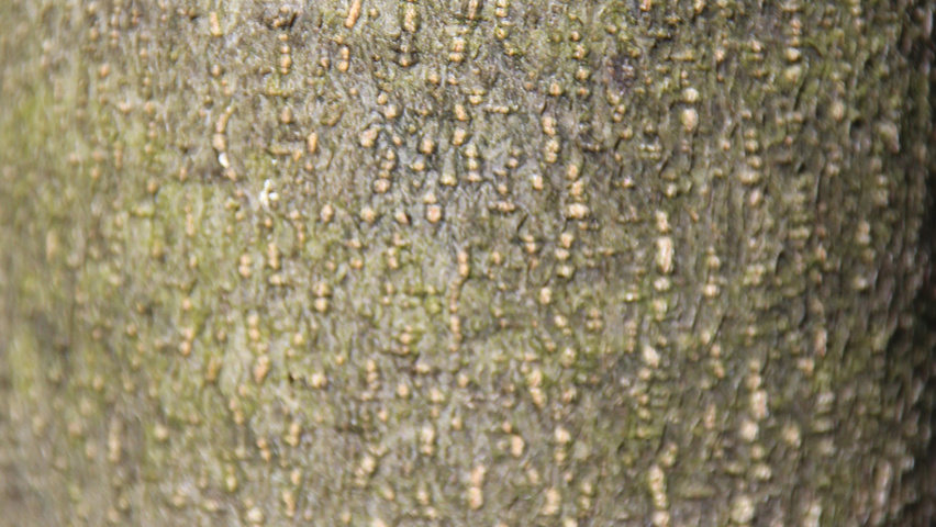 Cladrastis kentukea bark