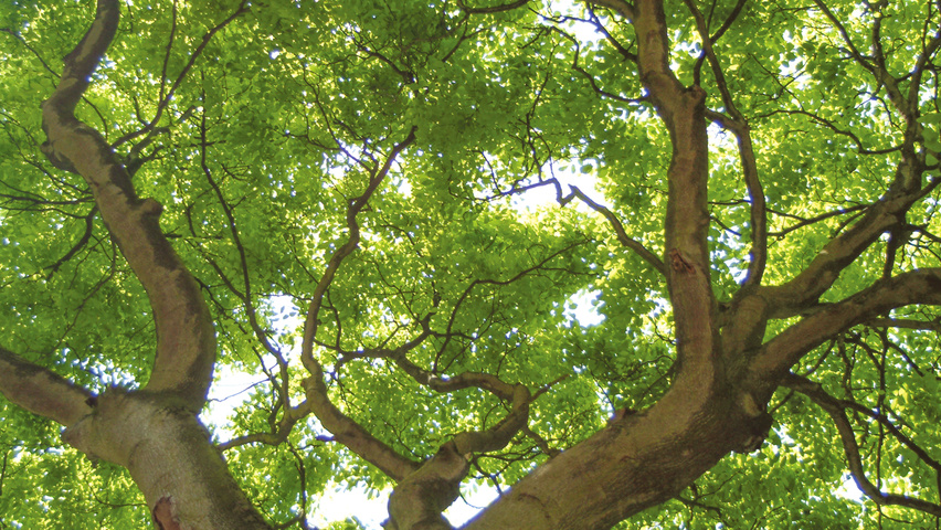 Cladrastis kentukea bark