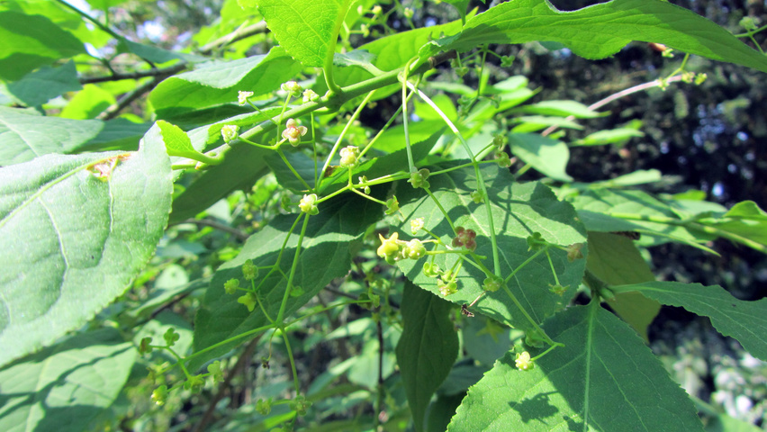 Cladrastis kentukea flowers