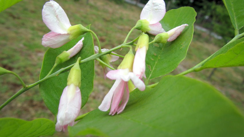 Cladrastis kentukea flowers