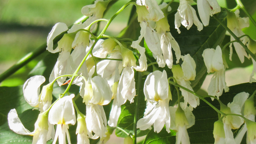 Cladrastis kentukea flowers