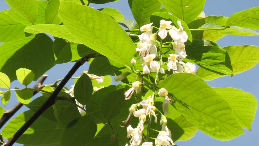 Cladrastis kentukea flowers