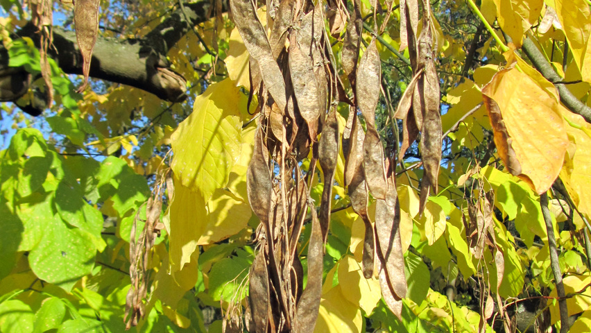 Cladrastis kentukea fruits