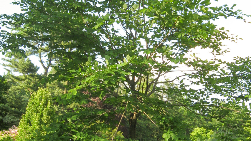 Cladrastis kentukea standard tree