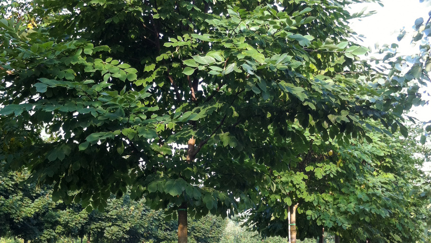 Cladrastis kentukea standard tree