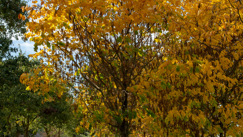 Cladrastis kentukea standard tree