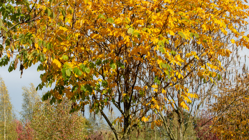 Cladrastis kentukea standard tree