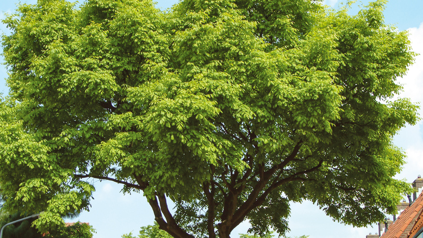 Cladrastis kentukea standard tree