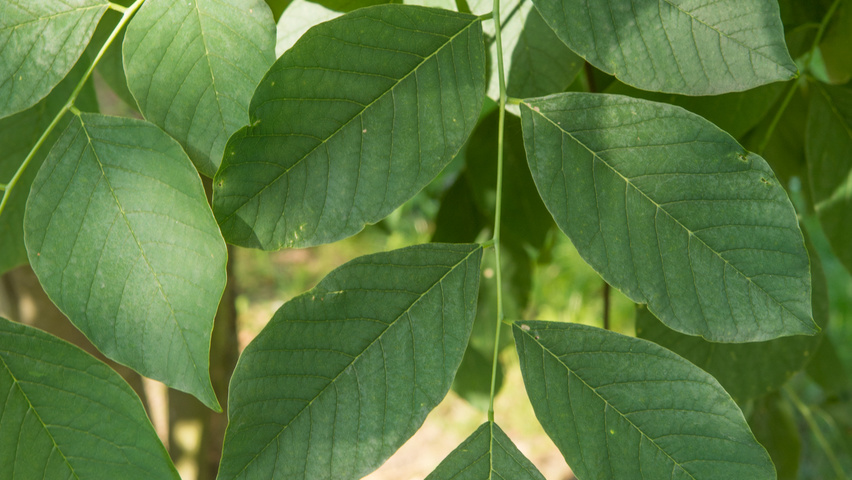 Cladrastis kentukea leaves