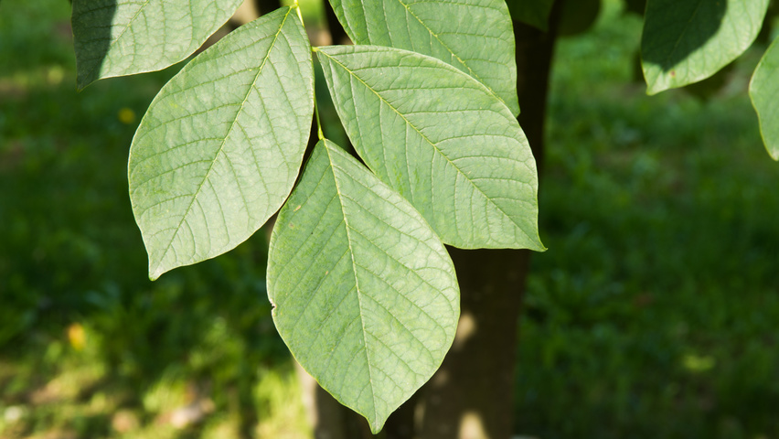 Cladrastis kentukea leaves