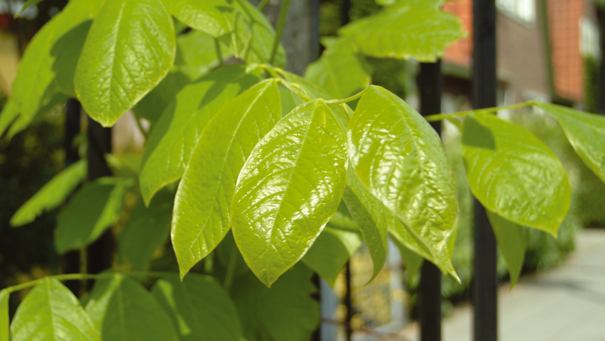 Cladrastis kentukea leaves