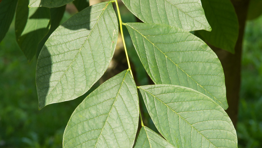 Cladrastis kentukea leaves