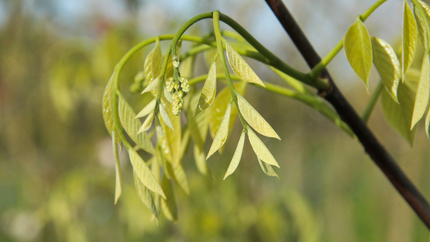 Cladrastis kentukea leaves