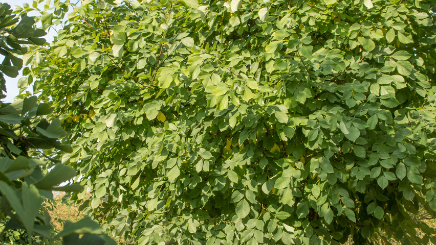 Cladrastis kentukea multi-stem umbrella