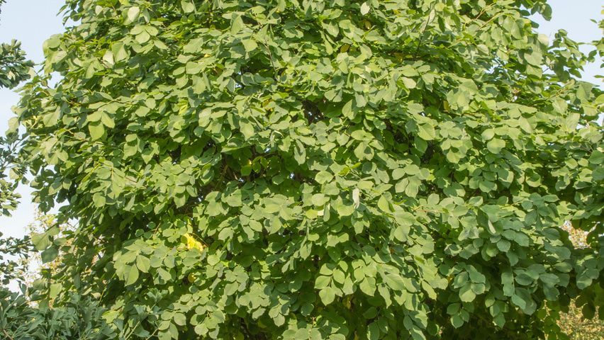 Cladrastis kentukea multi-stem umbrella