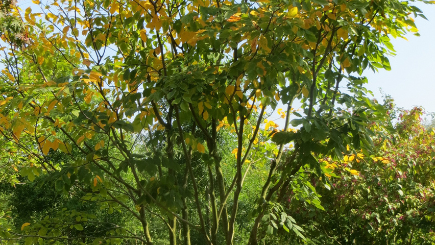 Cladrastis kentukea multi-stem umbrella