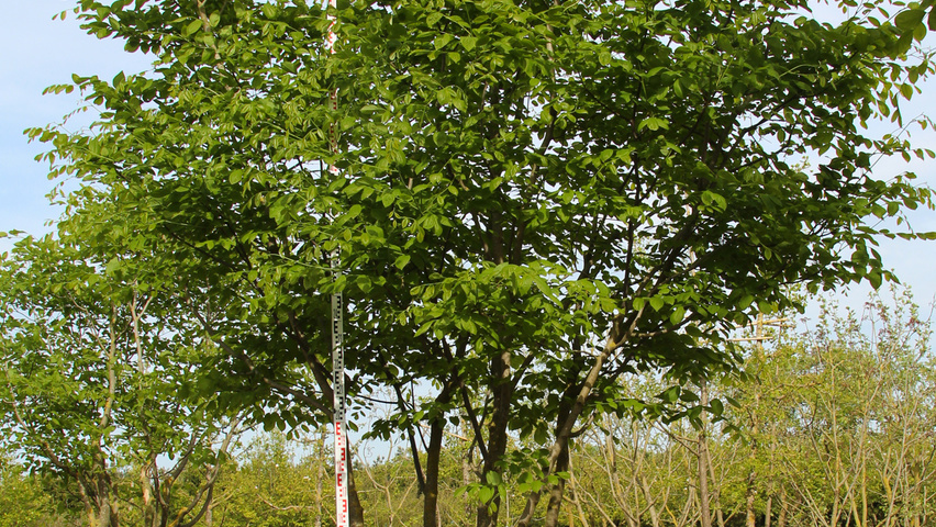 Cladrastis kentukea multi-stem umbrella