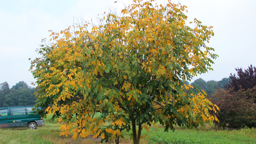Cladrastis kentukea multi-stem umbrella