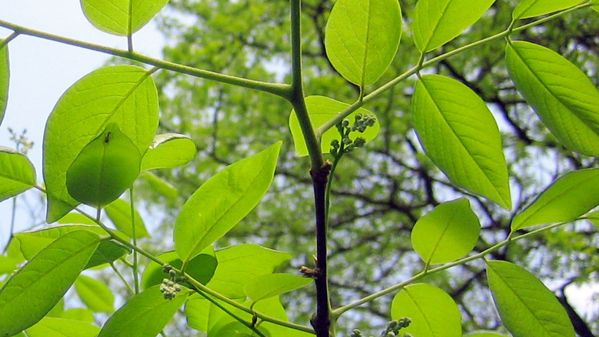 Cladrastis kentukea twigs