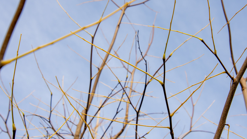 Cladrastis kentukea twigs