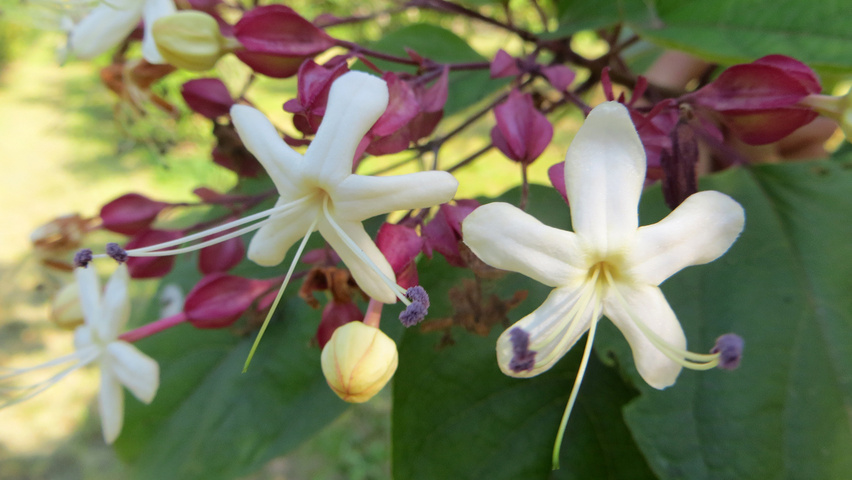 Clerodendrum trichotomum Blumen