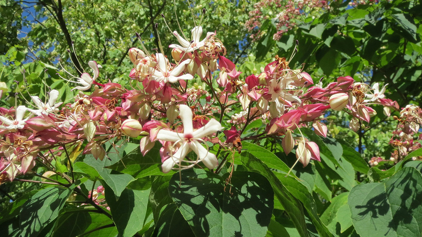 Clerodendrum trichotomum Blumen
