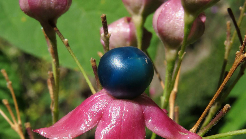Clerodendrum trichotomum Frucht