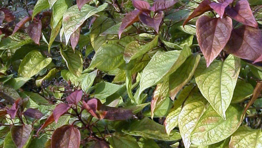 Clerodendrum trichotomum Blatt