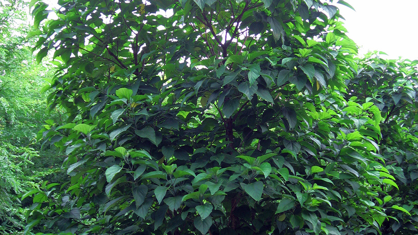 Clerodendrum trichotomum mehrstämmige