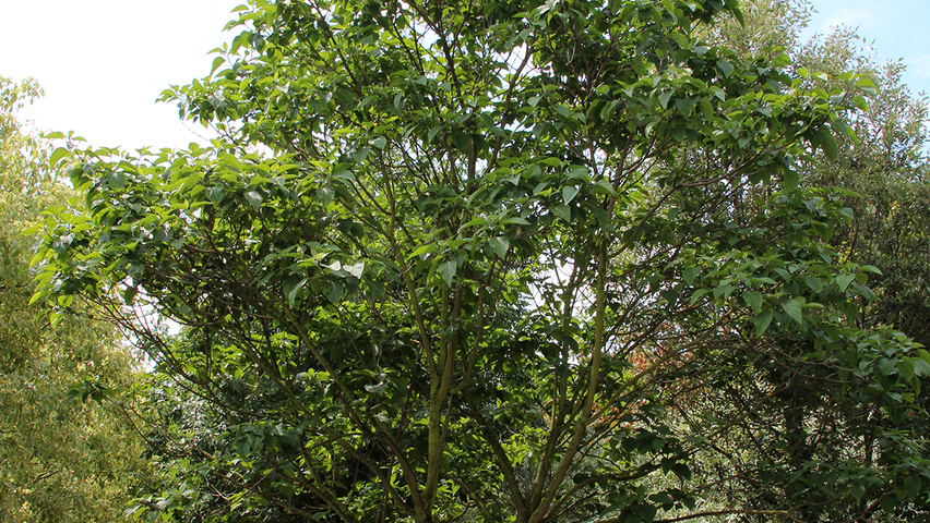 Clerodendrum trichotomum mehrstämmige Schirmform