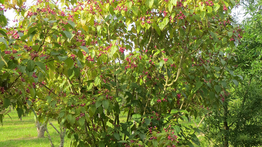 Clerodendrum trichotomum Solitärgehölze