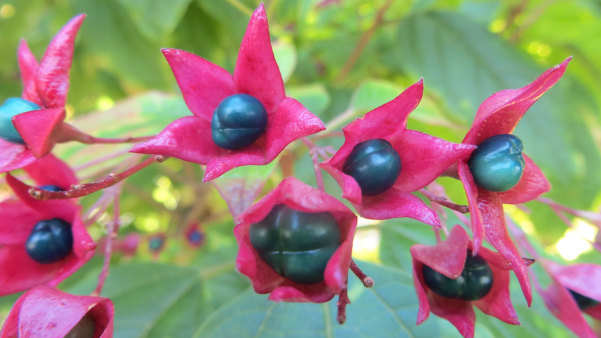 Clerodendrum trichotomum var. fargesii Frucht