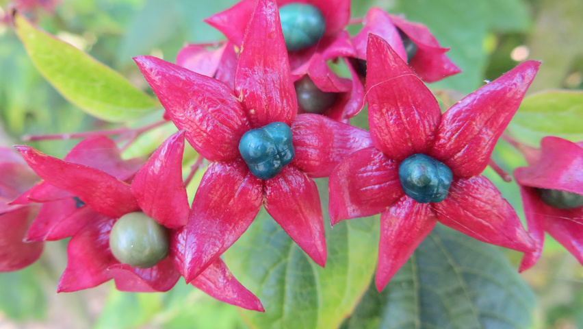 Clerodendrum trichotomum var. fargesii Frucht