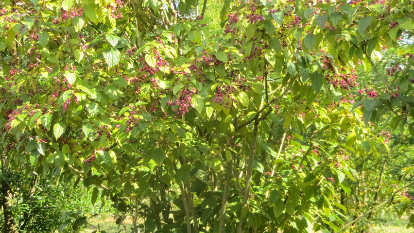 Clerodendrum trichotomum var. fargesii mehrstämmige