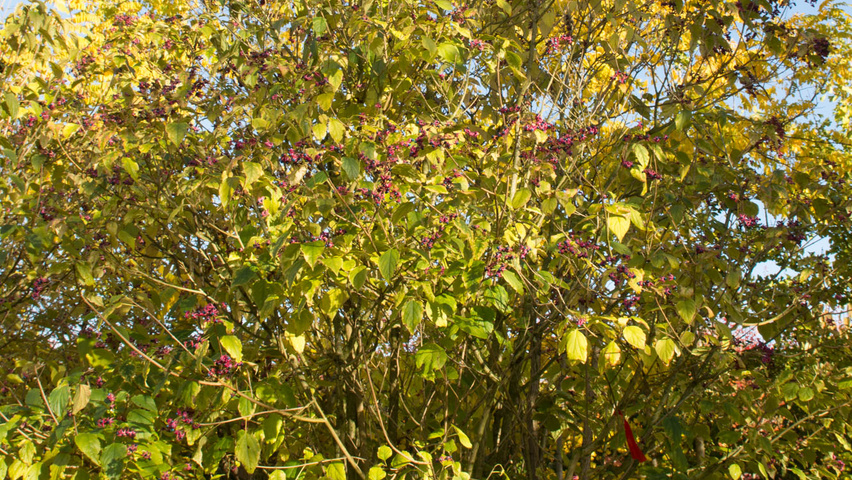 Clerodendrum trichotomum var. fargesii mehrstämmige