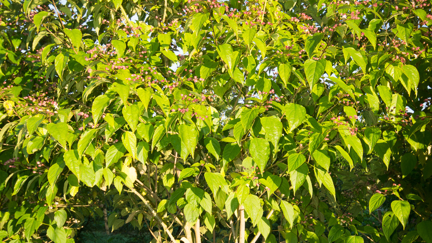 Clerodendrum trichotomum mehrstämmige