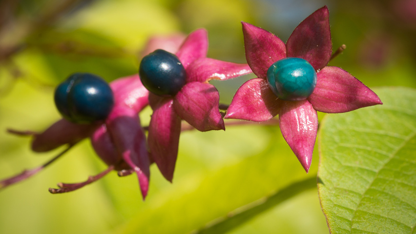 Clerodendrum trichotomum Frucht