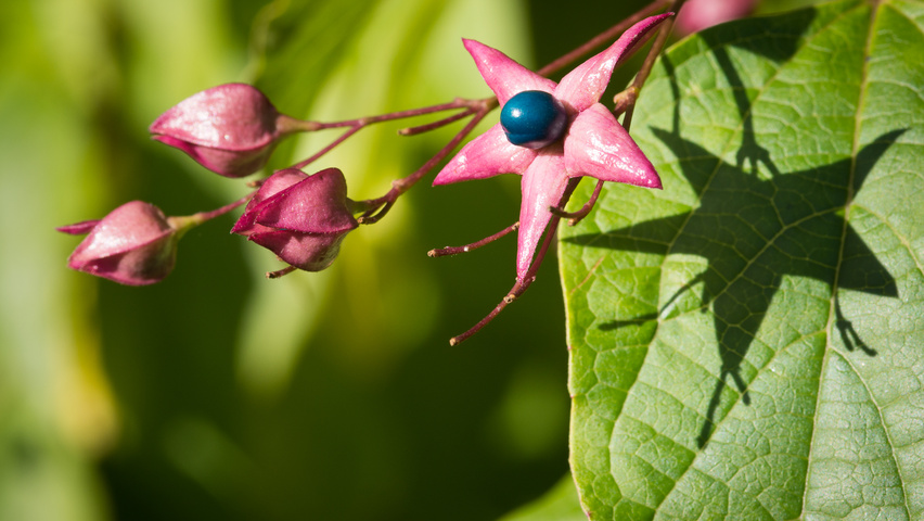 Clerodendrum trichotomum Frucht