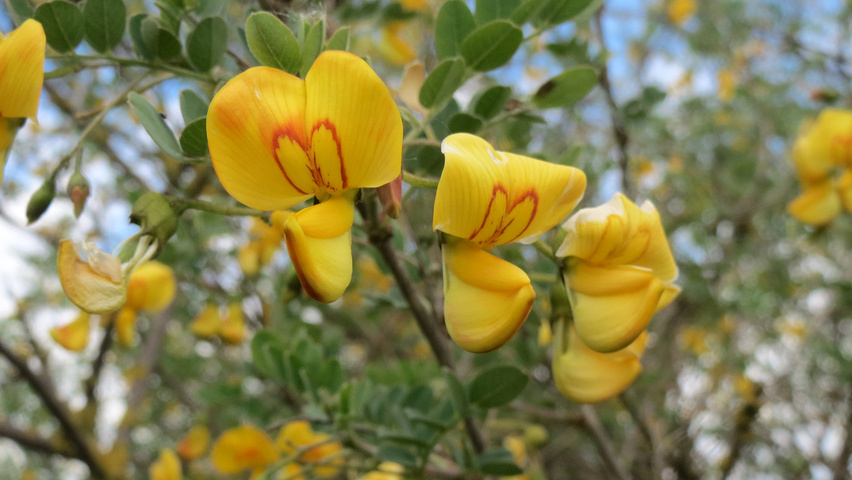 Colutea arborescens flowers