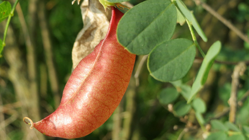 Colutea arborescens fruits