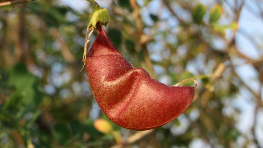 Colutea arborescens fruits