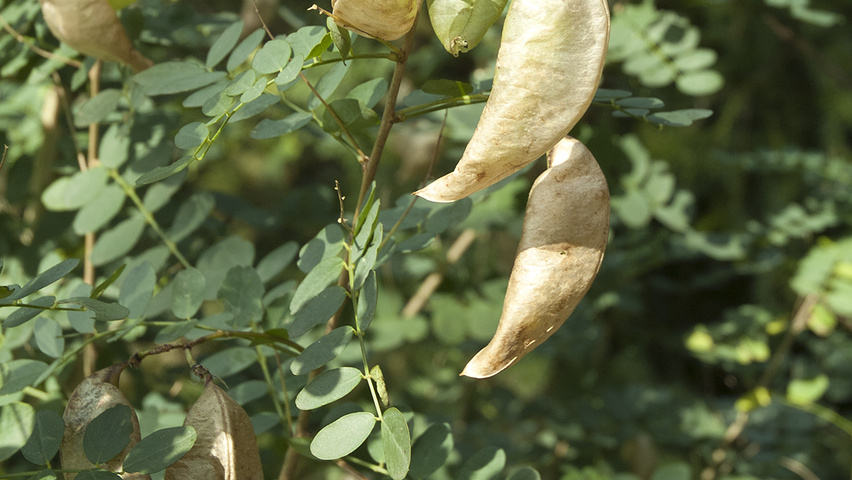 Colutea arborescens leaves